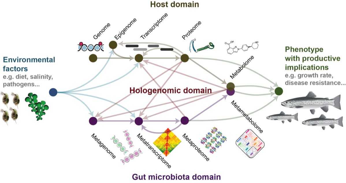Image of the hologenomic domain linking environmental factors, host (animal), it's gut microbiome and host phenotype. The image shows interlink between environmental factors, host and gut microbiota 