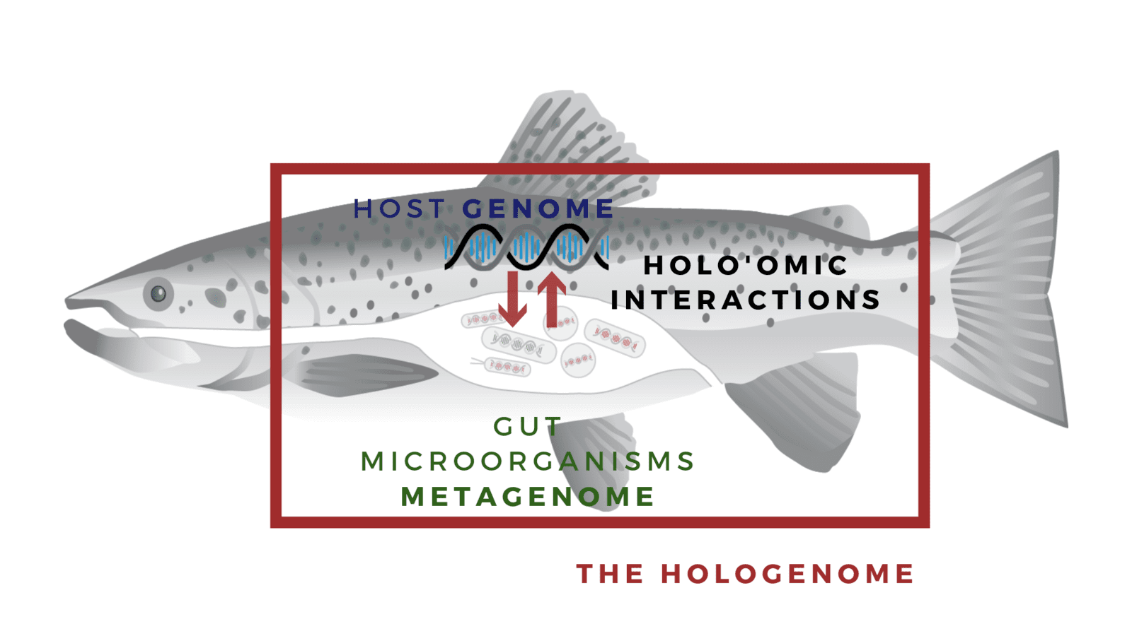 Picture of the hologenome concept. Salmon with it's respective microbiome and host genome